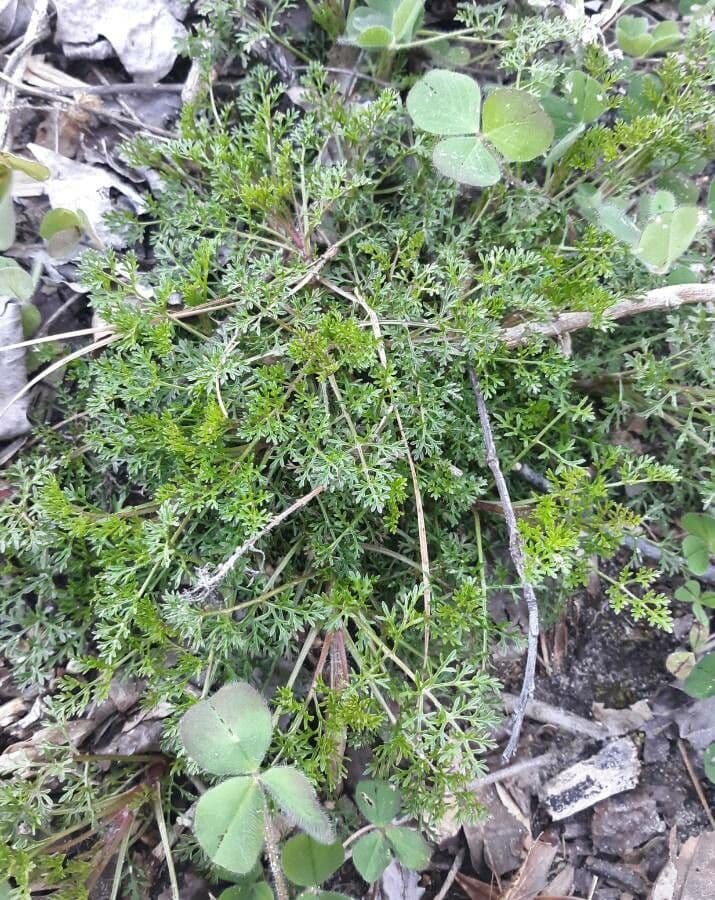 Soliva sessilis 7