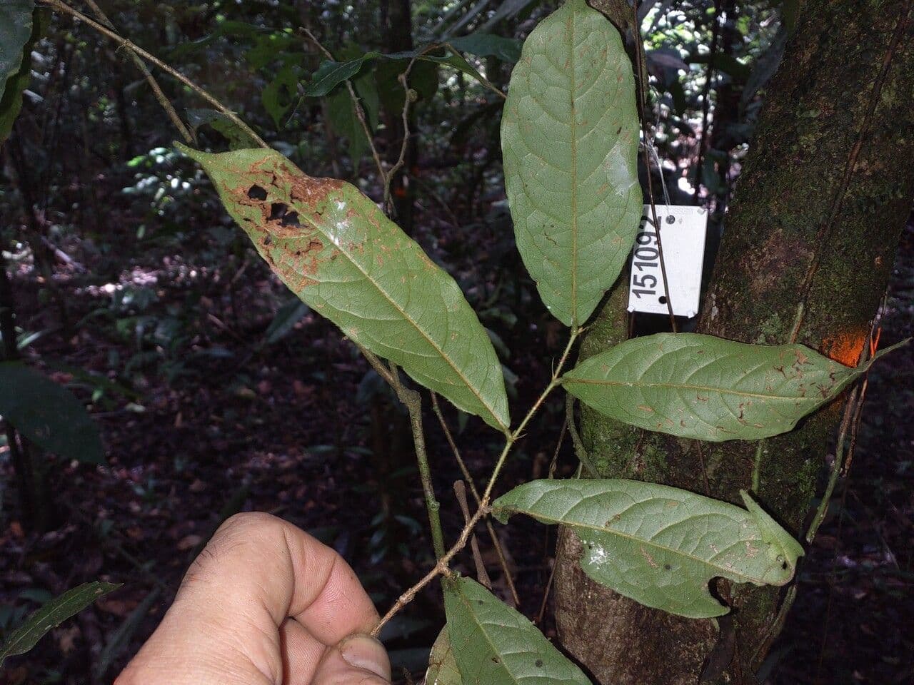 Hirtella 10