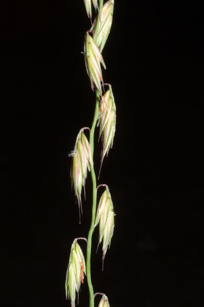 Bouteloua pendula 5