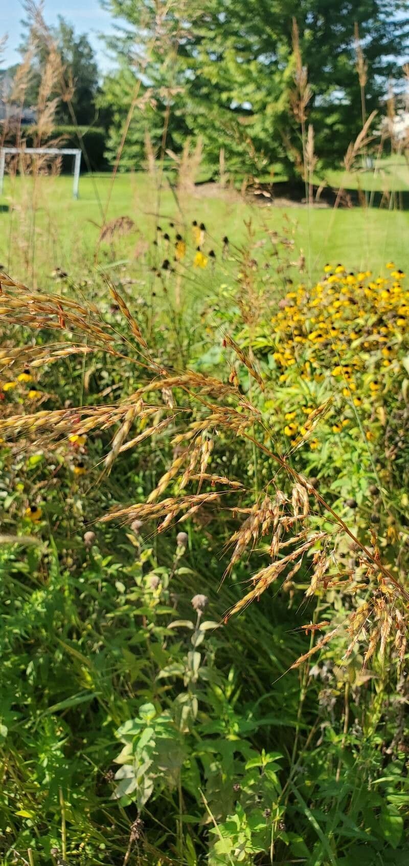 Sorghastrum nutans 16