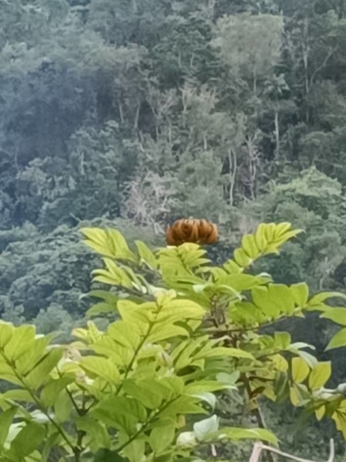 Spathodea campanulata 2