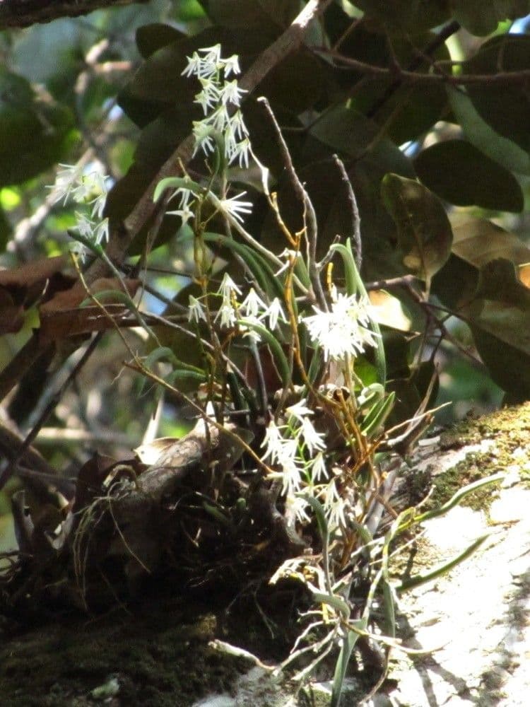 Dendrobium
