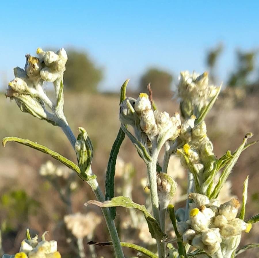Pseudognaphalium gaudichaudianum 2