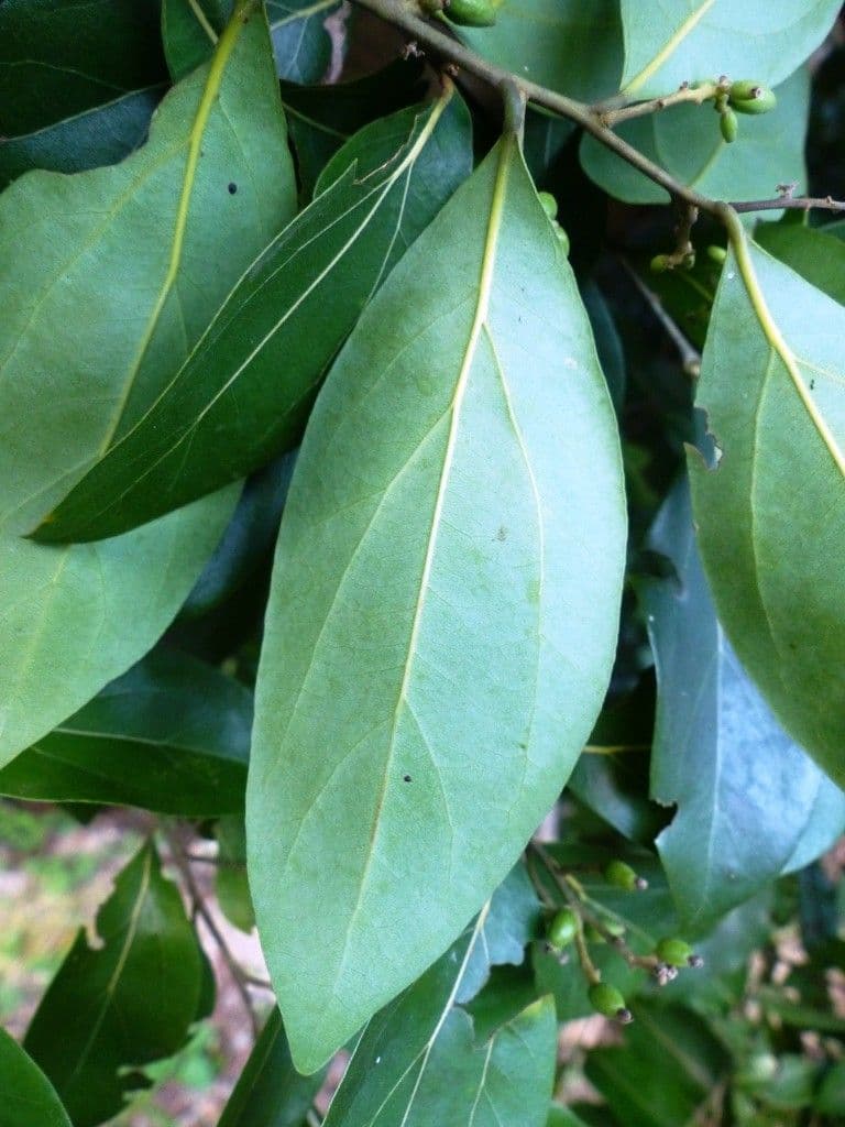 Cryptocarya di Lifou 11