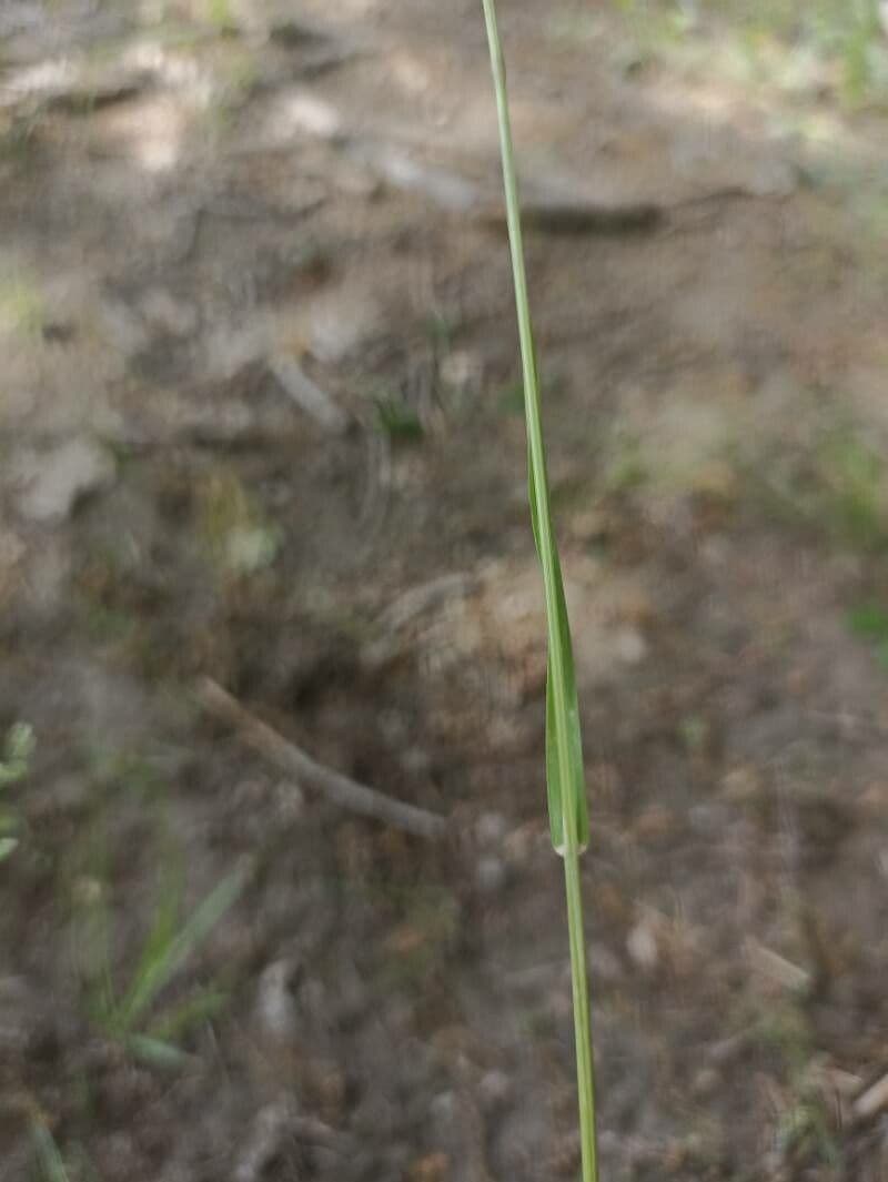 Rough bluegrass 24