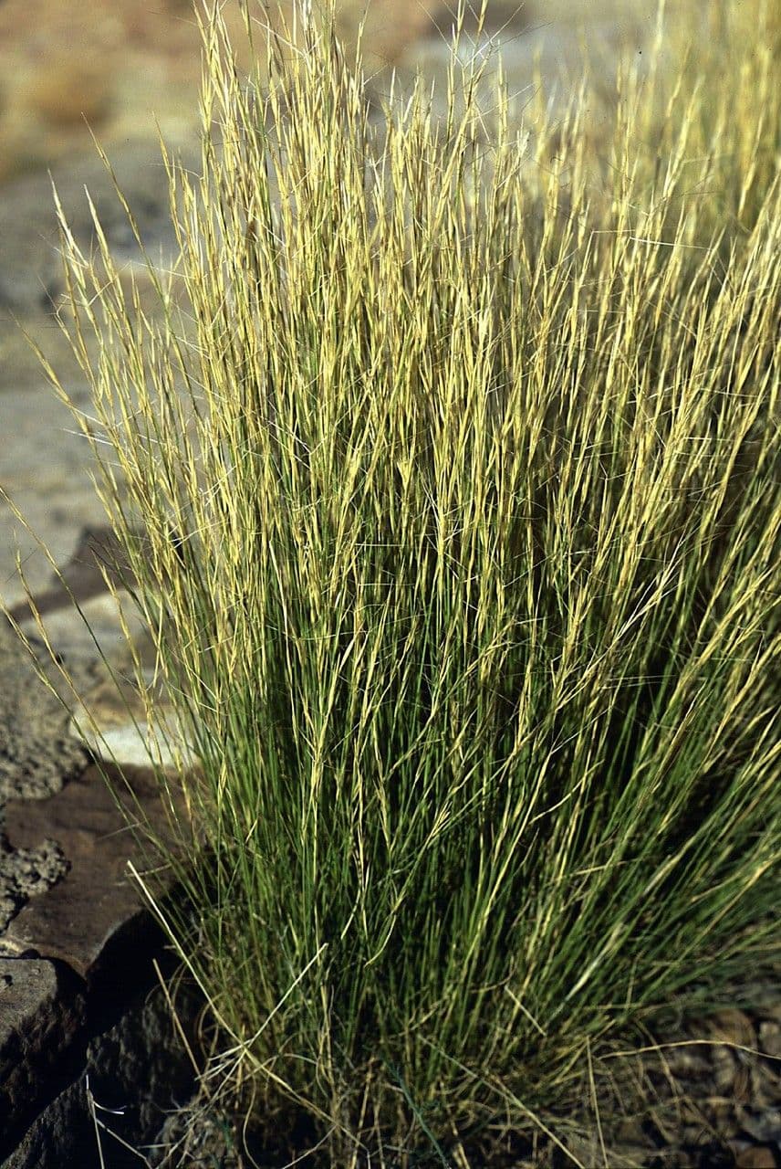 Aristida purpurea 4