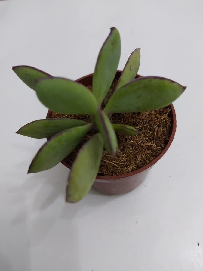 Senecio crassiflorus 13