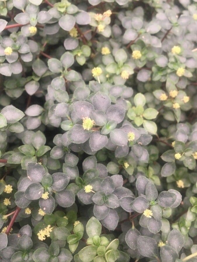 Pilea 2