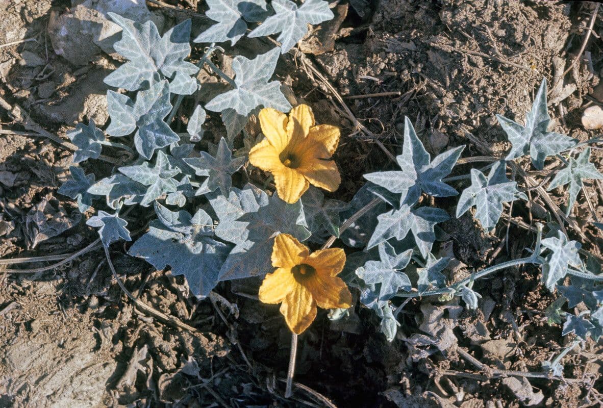 Zucchetta palmata 2