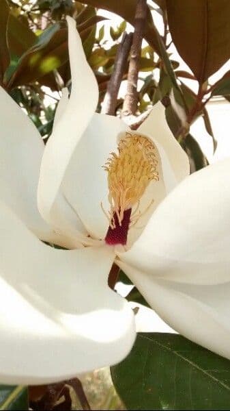 Magnolia grandiflora 9