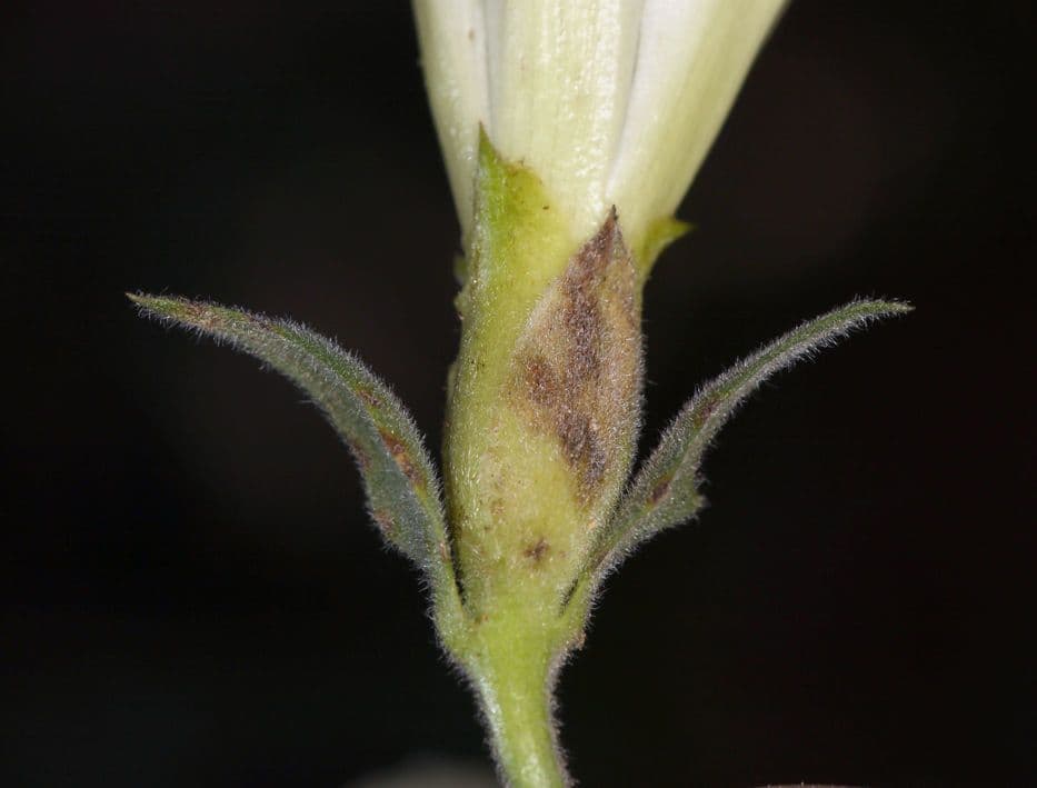 Calystegia 16