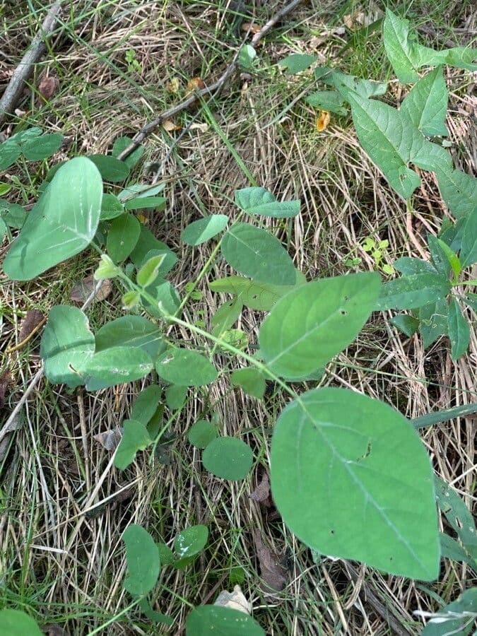 Desmodium canutro 4