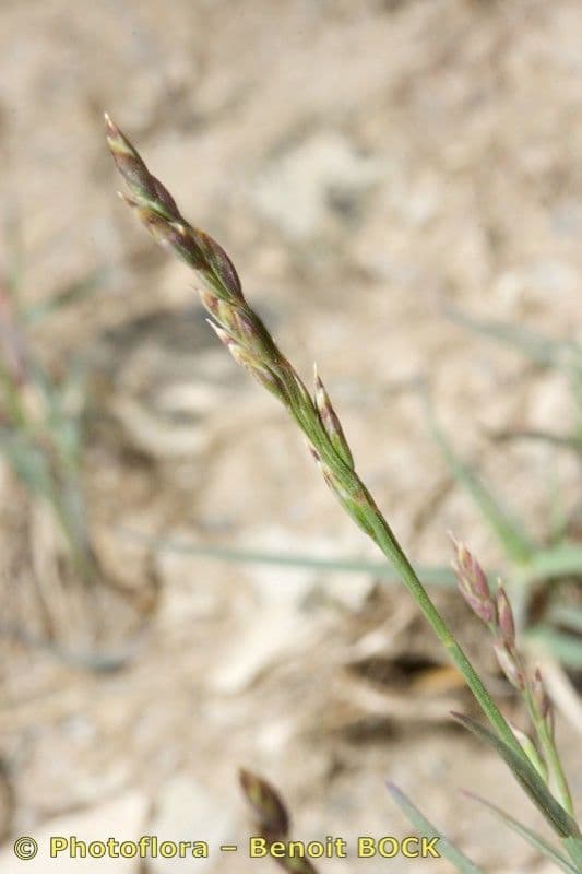 Blaugrüne Grannen-Rispengras 22