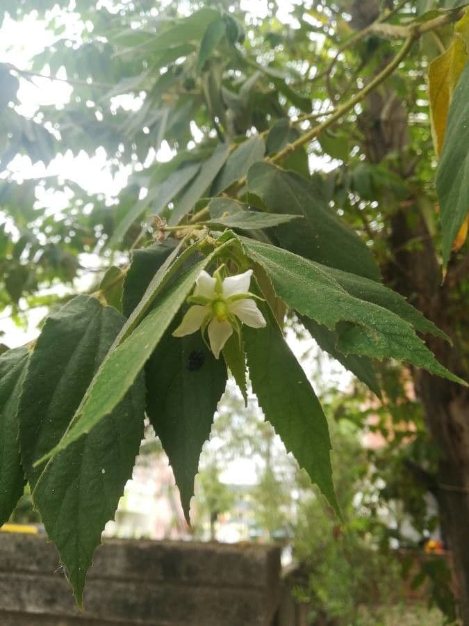 Muntingia 8