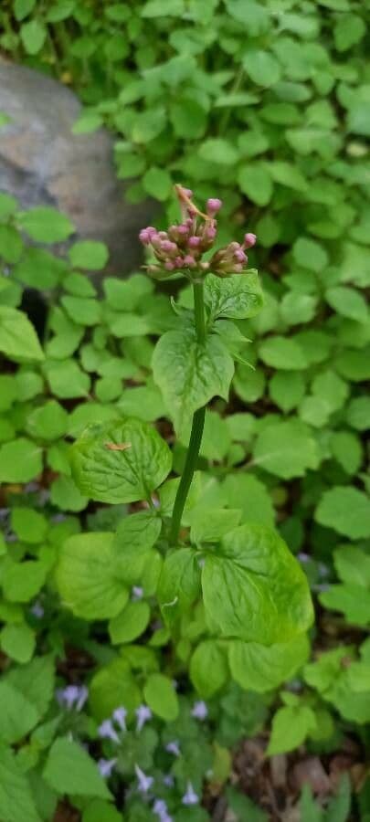 Valeriana pauciflora 6