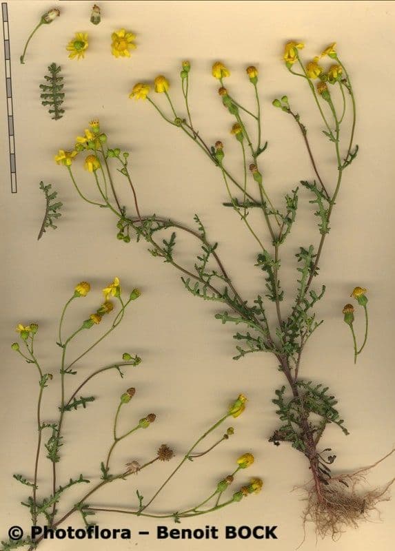 Senecio 24