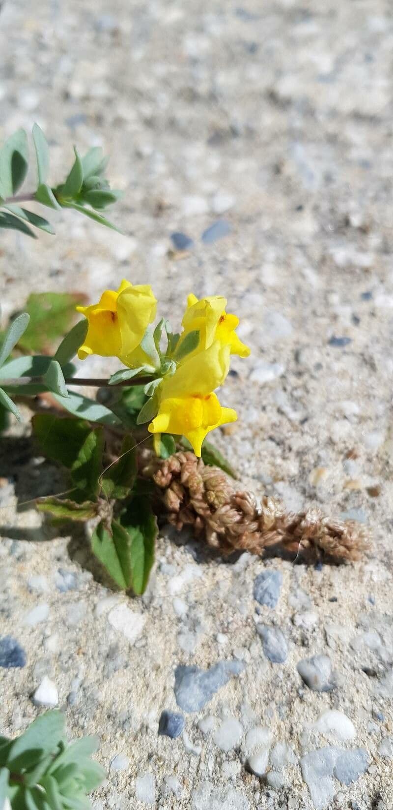 Linaria 4