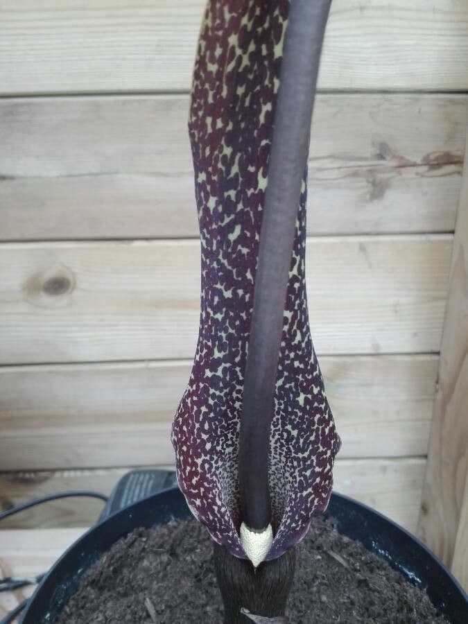 Sauromatum 5