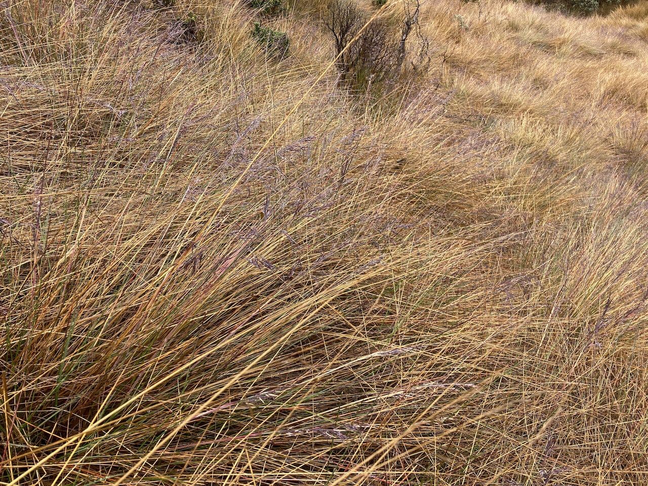 Festuca 10