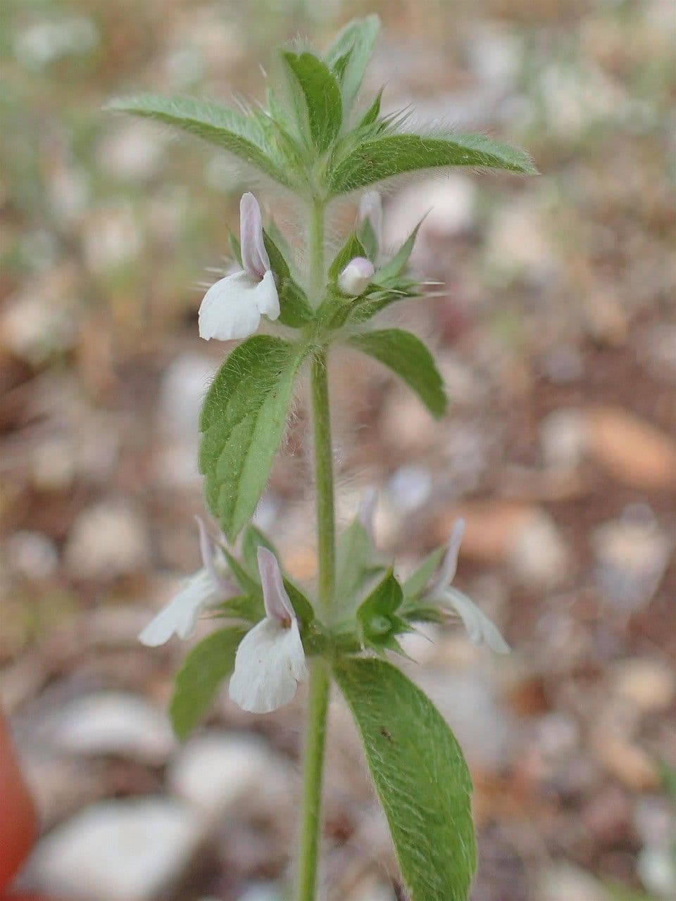 Sideritis romana 20