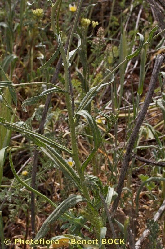 Zahnkresse 13