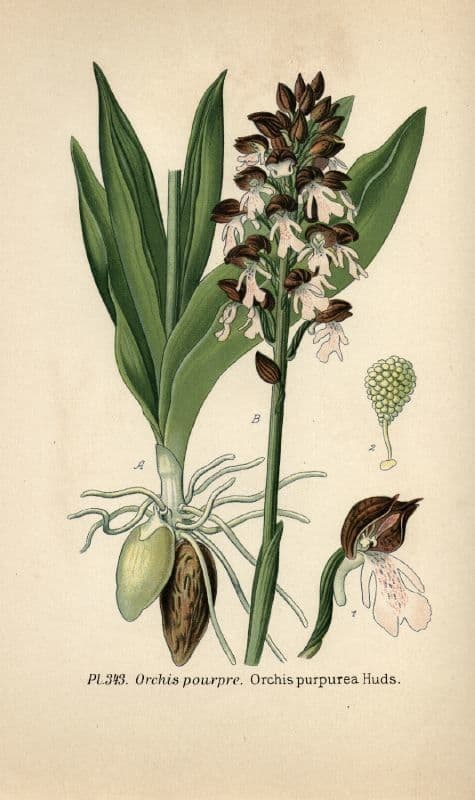 Orchide maggiore 28
