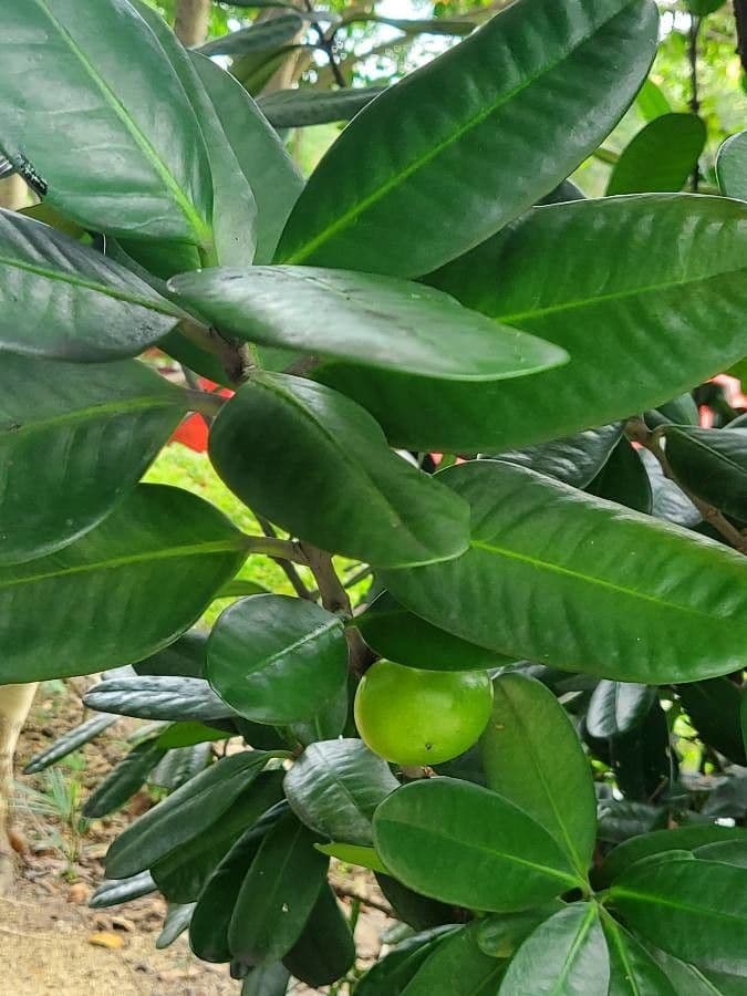 Garcinia cochinchinensis 8