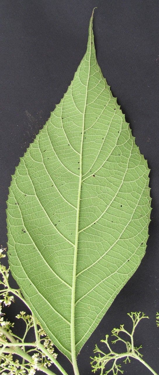 Callicarpa 13