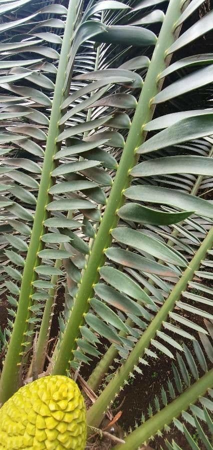 Encephalartos 3