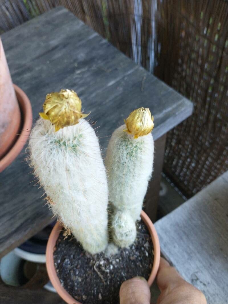 Espostoa lanata 2