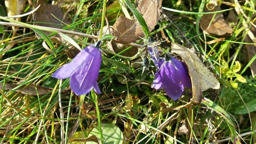 Campanula seghettata 3