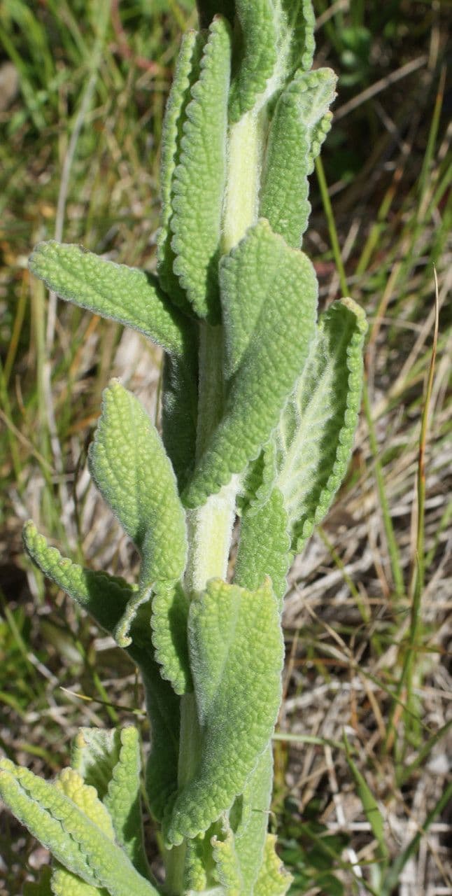 Nepeta tuberosa 13