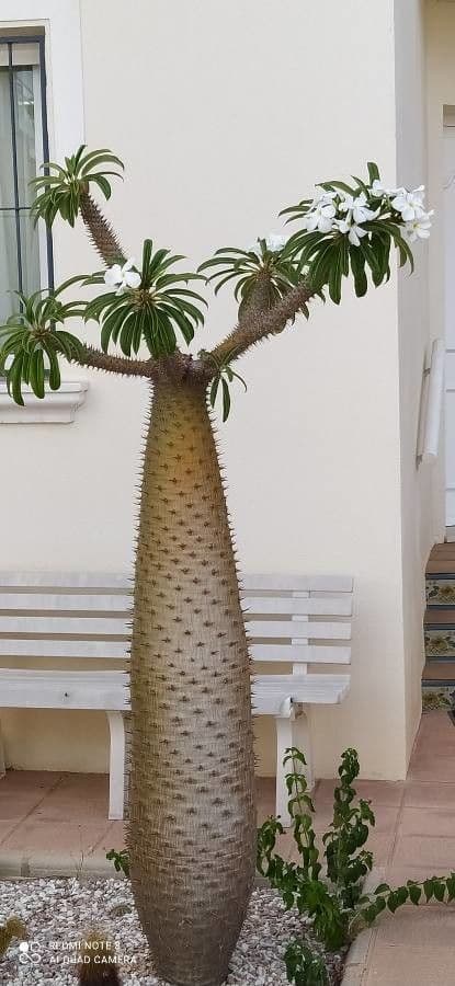 Madagaskar-Palme 7