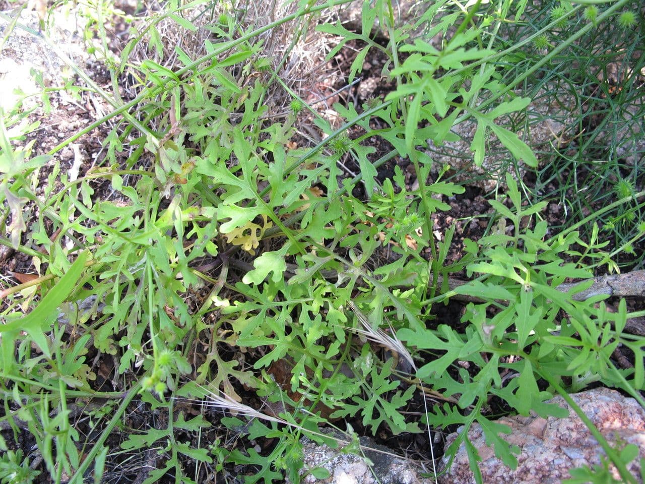 Succowia balearica 12