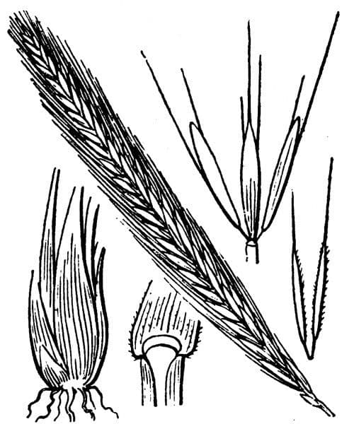 Orzo bulboso 25
