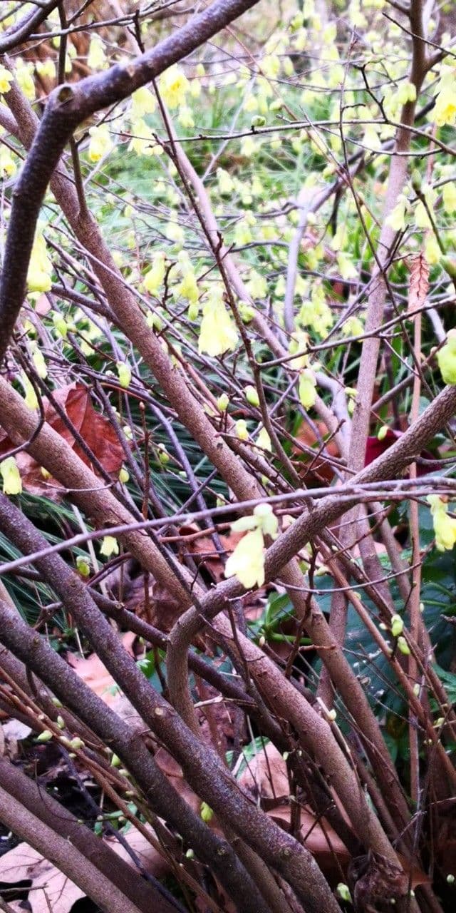 Corylopsis 20