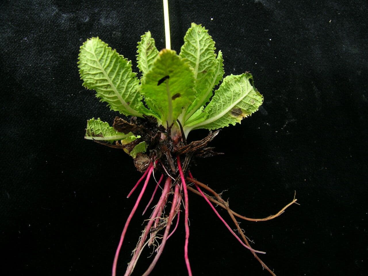 Primula 7