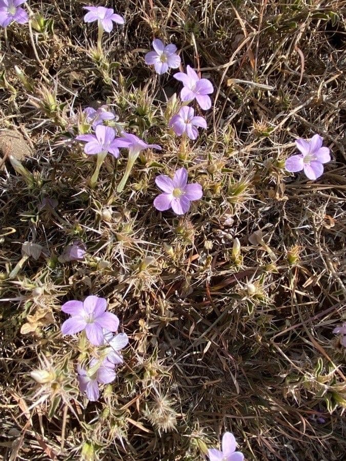 Barleria 15