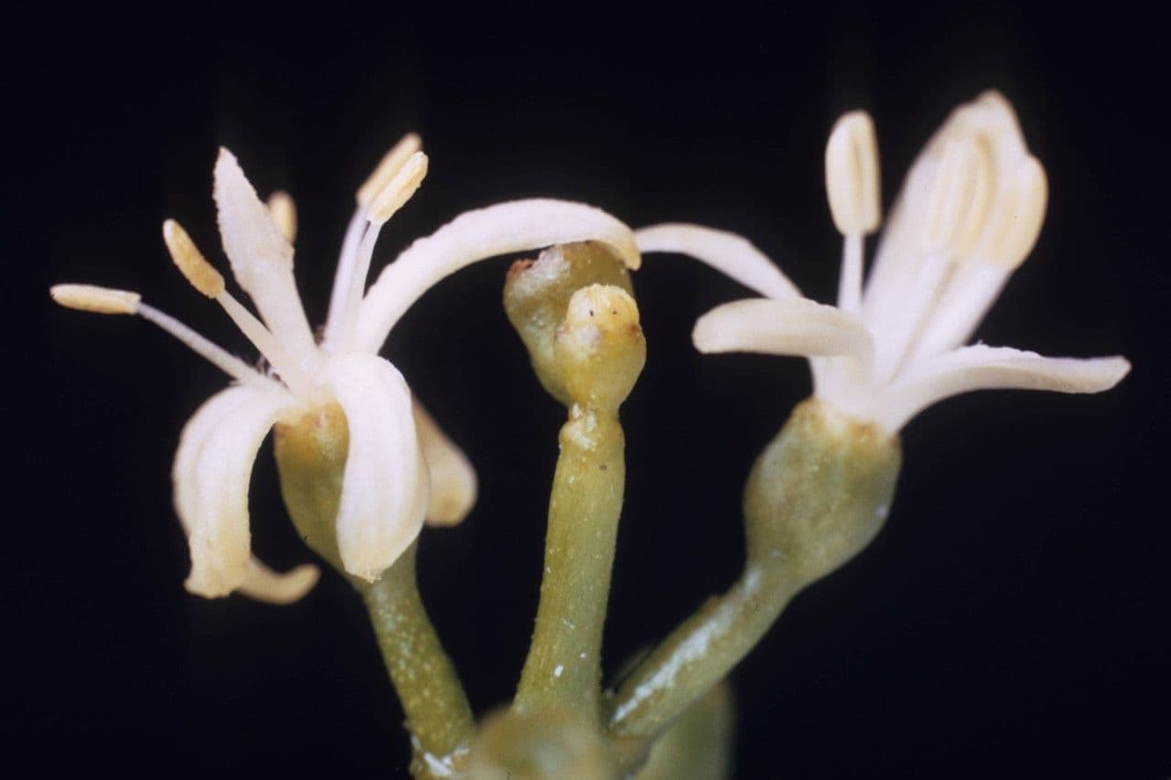 Erithalis fruticosa 6
