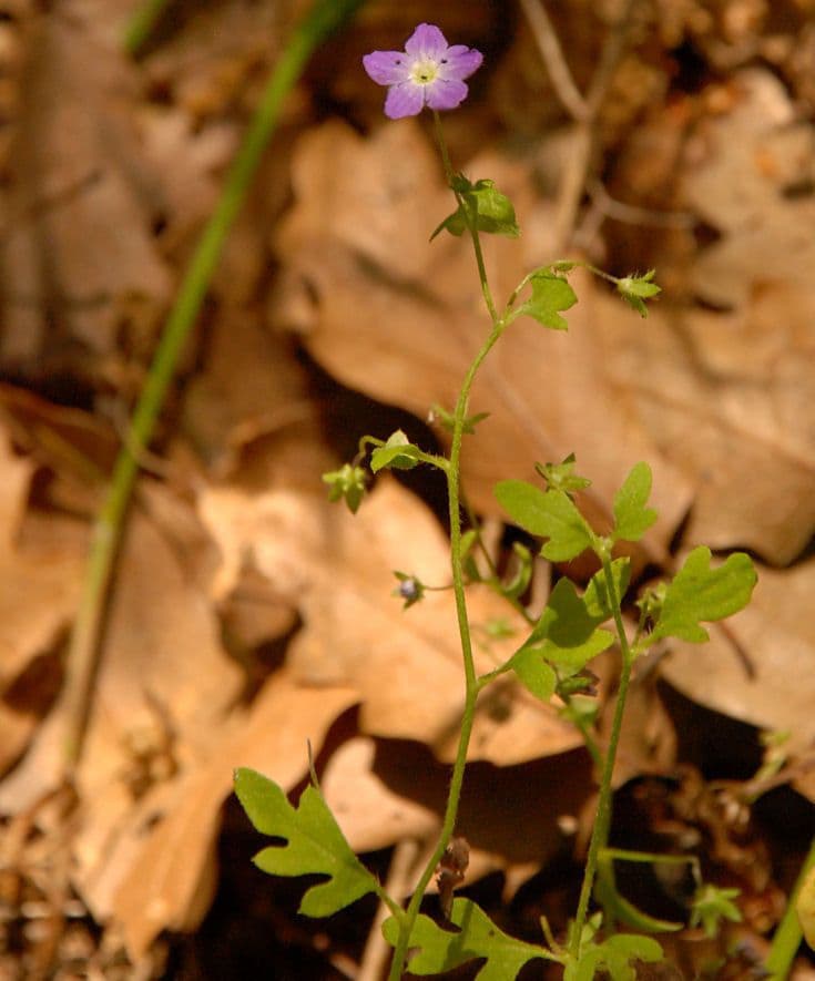 Nemophila pulchella 4