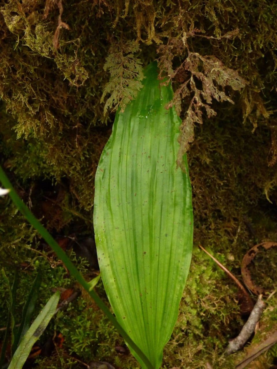 Calanthe silvatica 16