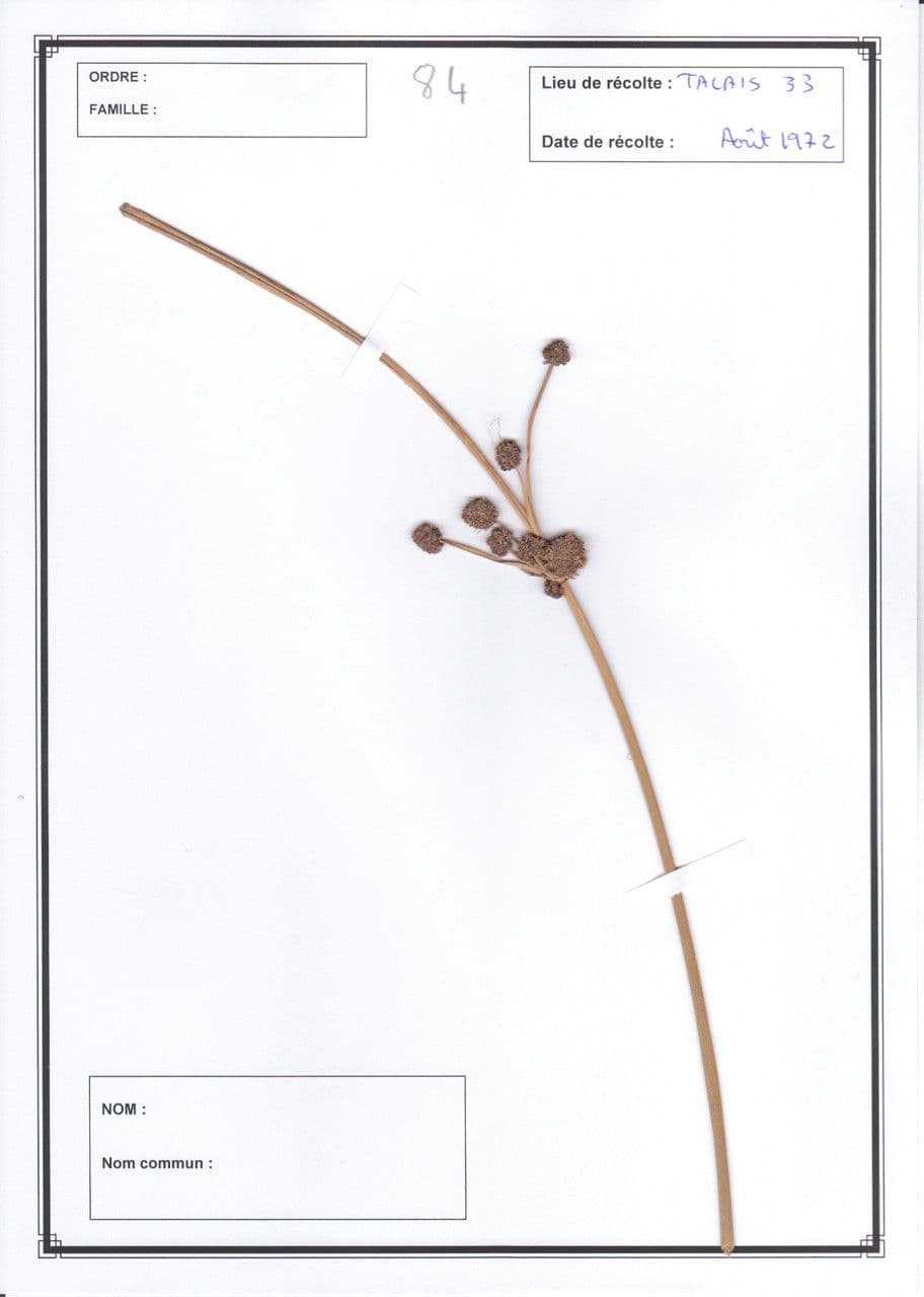 Kugelbinse 28