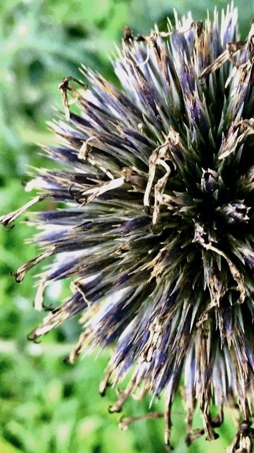 Great globe thistle 3
