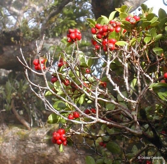 Syzygium 2