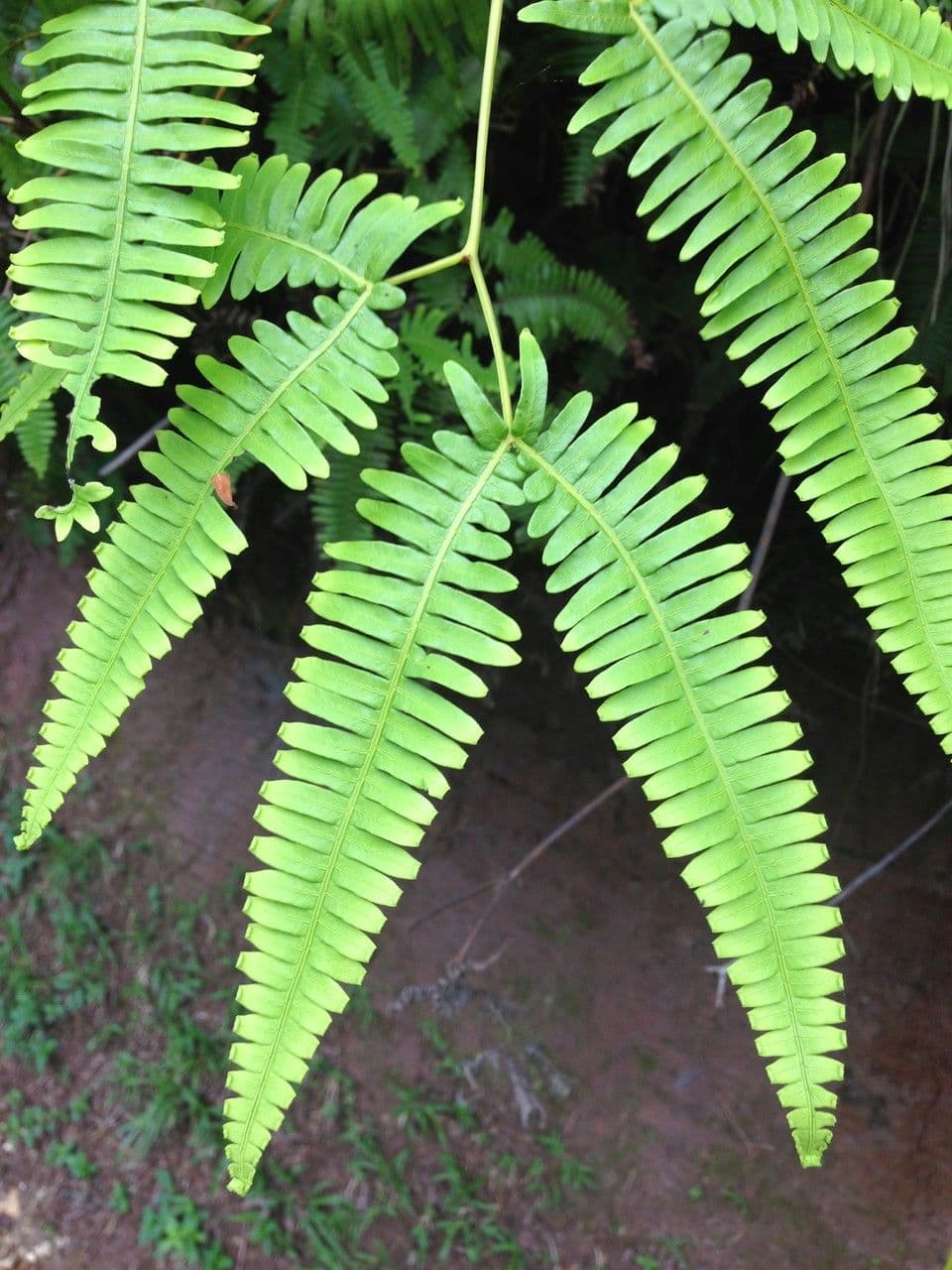 Dicranopteris linearis 14