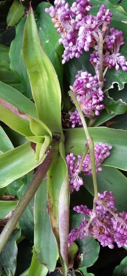 Callisia 3