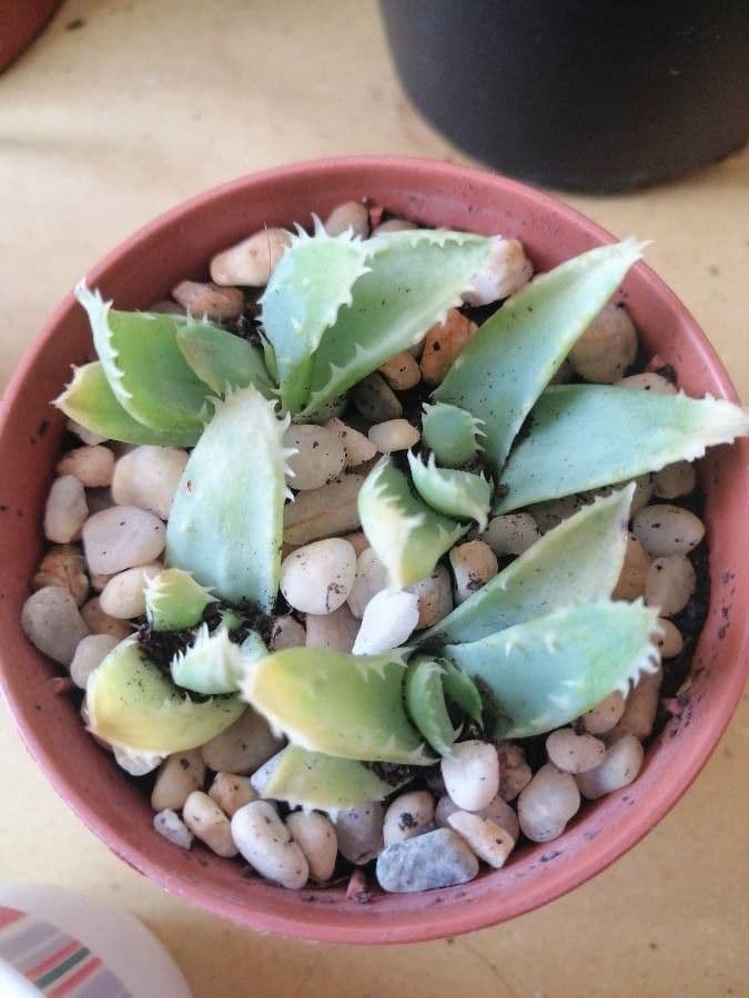 Kurzblättrige Aloe 25