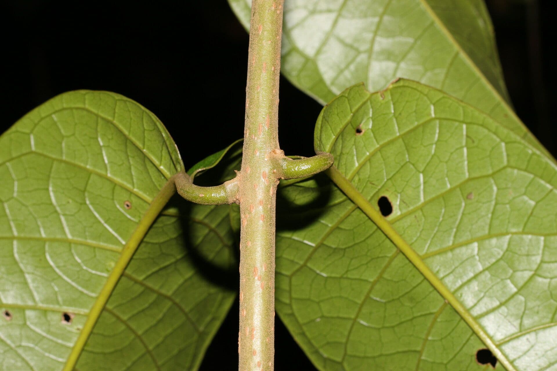 Aegiphila 13