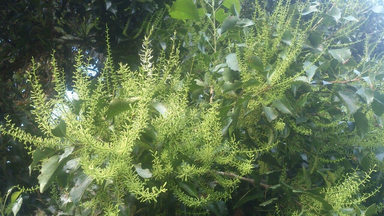 Roupala 6