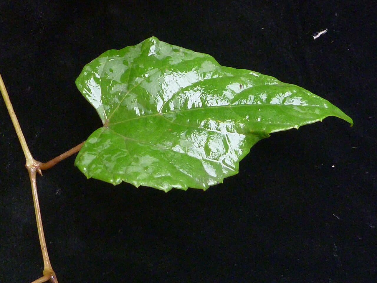 Vitis" 5
